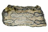 Mammoth Molar Slice With Case - South Carolina #106498-1